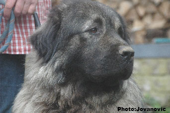 sarplaninac Farouk 4 years