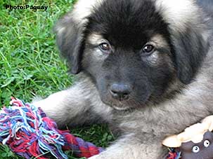 Femka 9 weeks