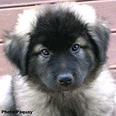 Femka 9 weeks