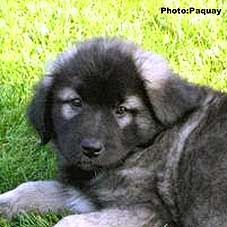 Femka 9 weeks