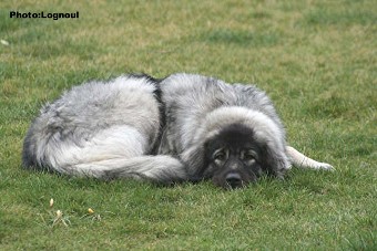Femka 17 months