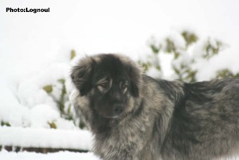 Femka 17 months