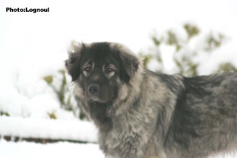 Femka 17 months