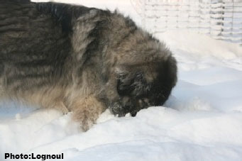 Femka 5,5 years