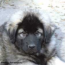 Fetich 2,5 months