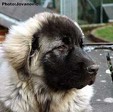 Fetich 5 months