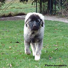 Fetich 5 months