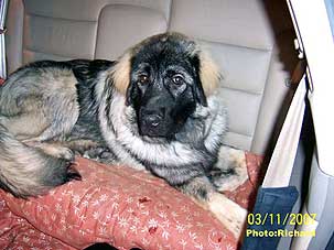 Fetich 7 months