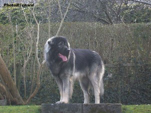 Fetich 2,5 months