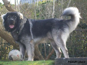 Fetich 2,5 months