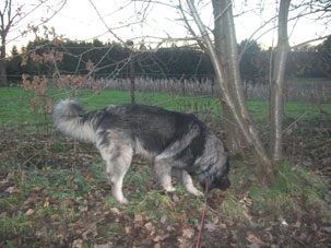 Fetich 4,5 years