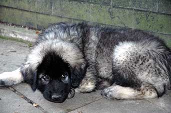 Fetich 2,5 months