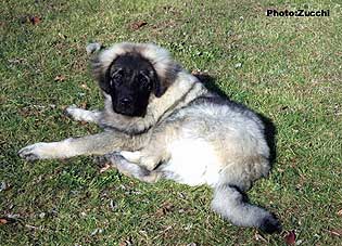 Forte Drago 5 months