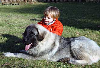 Forte Drago 5 months