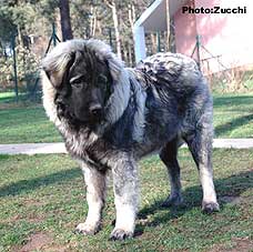 Forte Drago 7 months