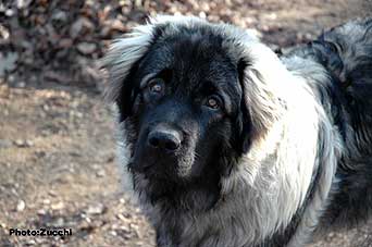 Forte Drago 7 months