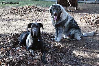 Forte Drago 7 months