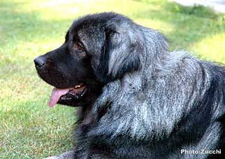 Forte Drago 1 year