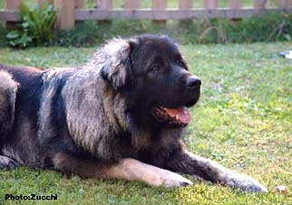 Forte Drago 1 year
