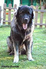 Forte Drago 1 year