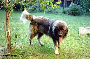 Forte Drago 1 year