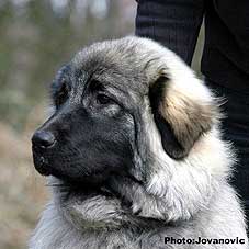 Fruska 7 months