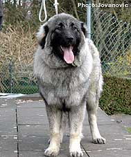 Fruska 7 months