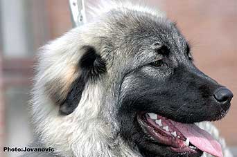 Fruska 7 months