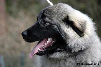 Fruska 7 months