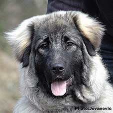 Fruska 7 months