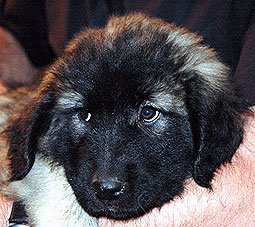 Fruska 9 weeks