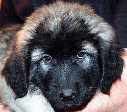 Fruska 9 weeks