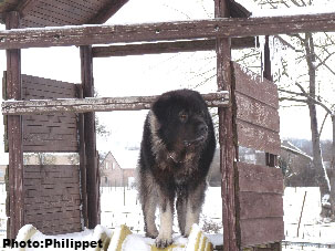Furko 4 years