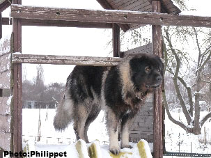 Furko 4 years