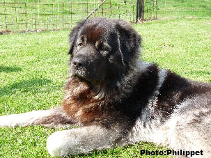 Furko 4,5 years