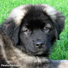 Furko 11 weeks