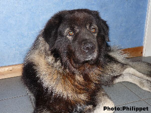 Furko 5 years