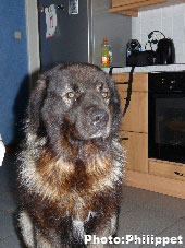 Furko 5 years