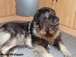 Furko 5 years