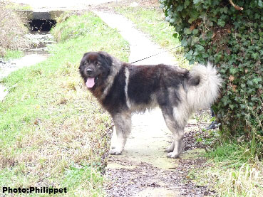 Furko 5,5 years