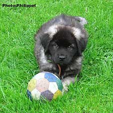 Furko 9 weeks
