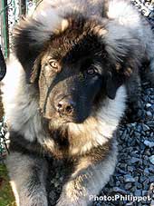 Furko 4 months