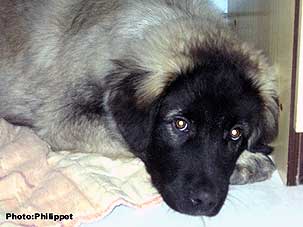 Furko 4,5 months