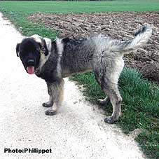 Furko 5 months