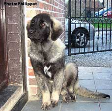 Furko 5 months