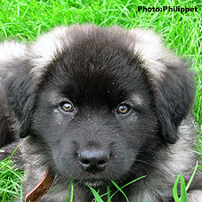 Furko 9 weeks
