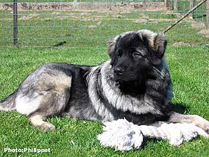 Furko 7 months