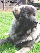 Furko 7 months