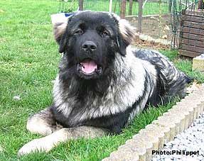 Furko 7 months