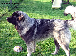 Furko 10 months